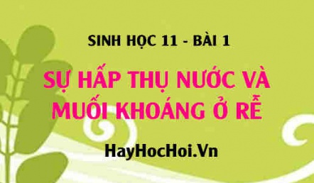 Sự hấp thụ nước và muối khoáng ở rễ: Các nhân tố ảnh hưởng đến sự hấp thụ và cơ chế hấp thụ - Sinh 11 bài 1